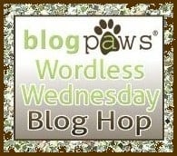 Blog Paws Wordless Wednesday