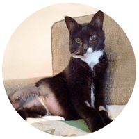 three legged cat and dog blogs