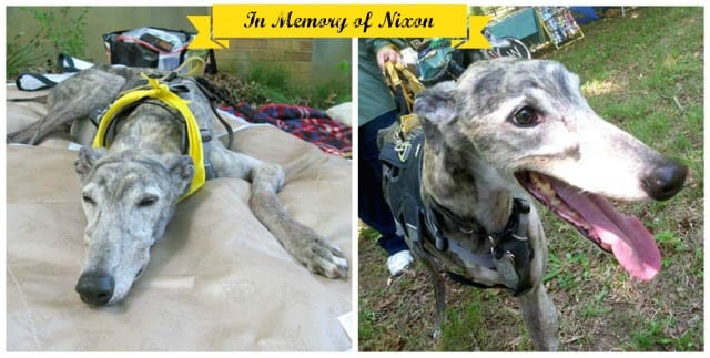 Greyhound amputee dog cancer survivor