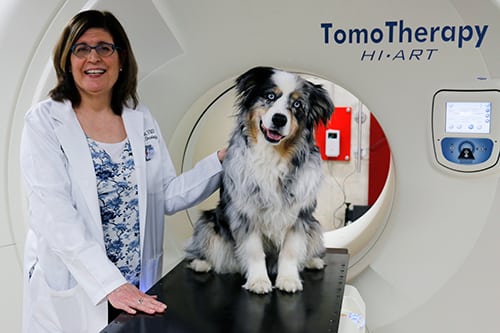 Bone cancer dog comparative oncology grant
