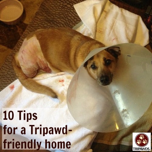 Tripawd home care tips