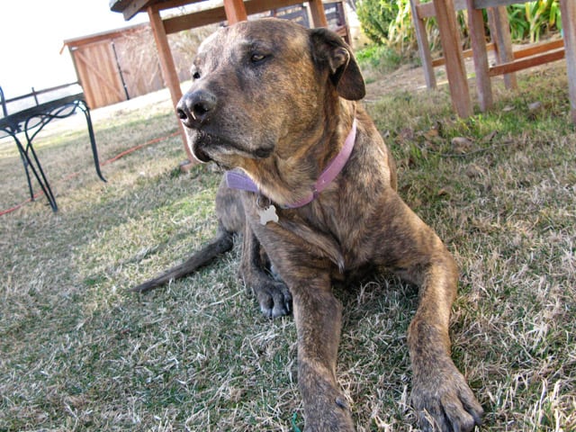 Brindle Staffordshire Terrier River