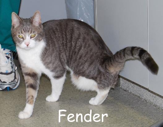 Fender the three legged cat!