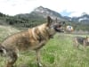 Three Legged Shepherd Dog Eisen Plays Ball at Williams Creek Lake