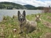 Three Legged Shepherd Dogs Eisen and Jerry at Williams Creek Lake
