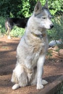 Sled dog celebrates year on three legs