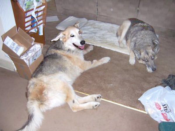 15 Yr. Old Shpherd Jerry and Trouble the Tripawd