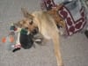 Three legged cancer dog survivor Rocco
