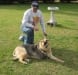 Three legged German Shepherd dog Rocco