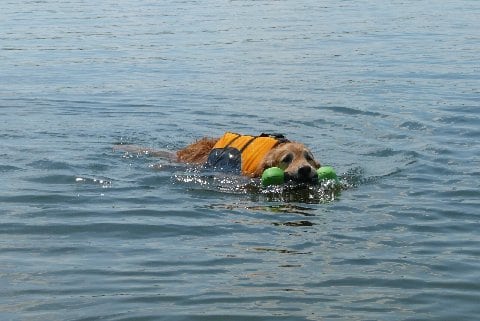 Golden Retriever Bailey swims before amputation