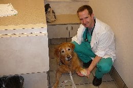 Golden Retriever recovers from amputation surgery