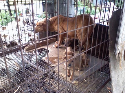 korean dog meat farm puppy rescue
