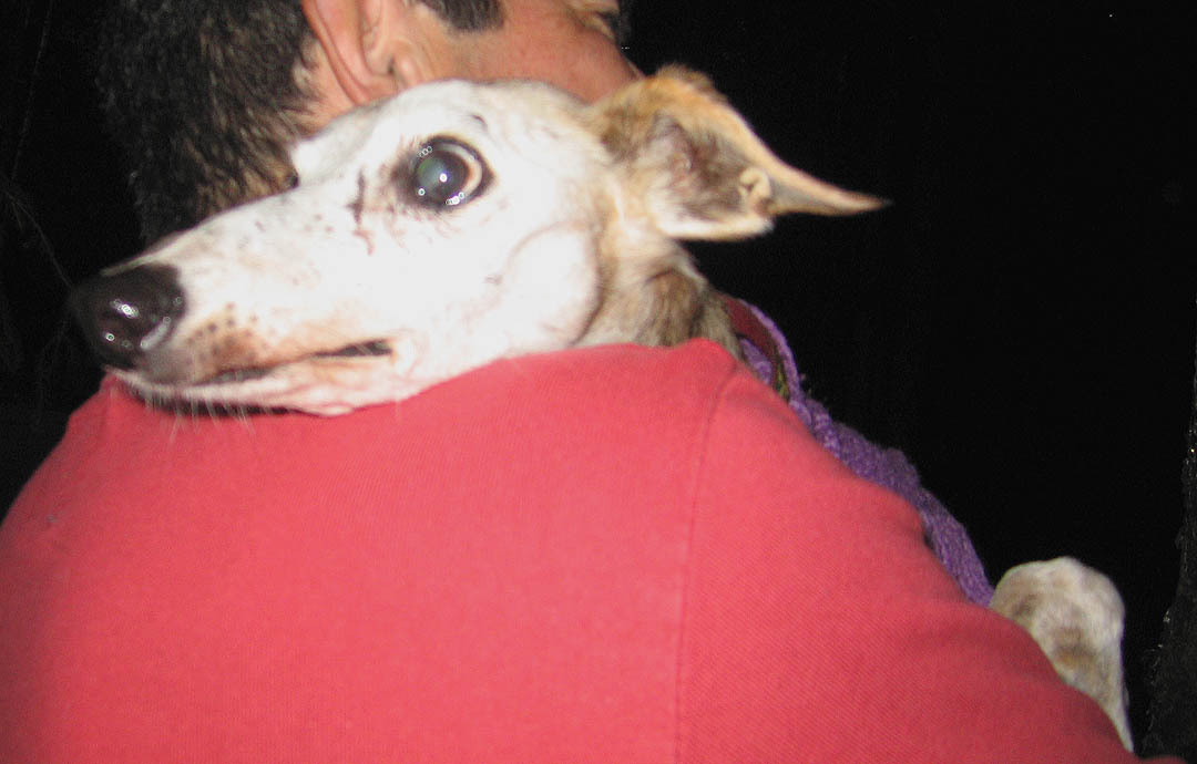 Seventeen year old retired racing greyhound dog