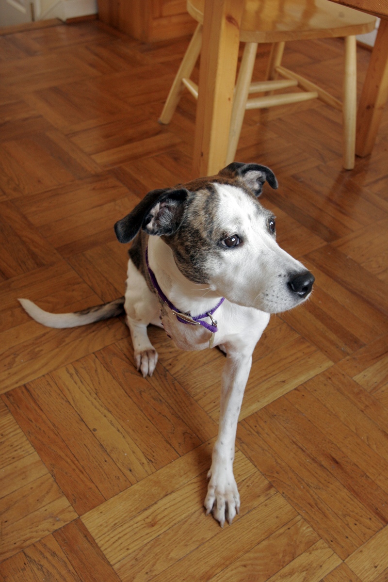 Tripod Dog from Philadelphia Seeks New Home
