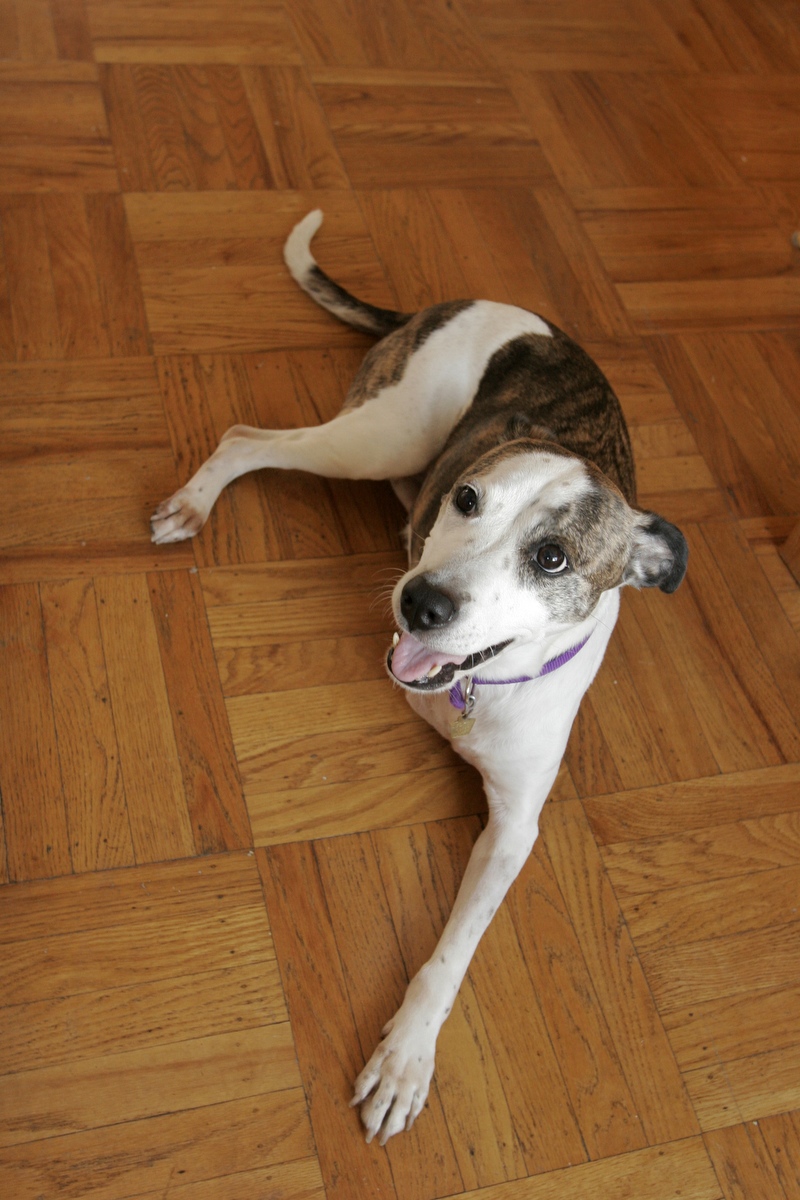 Tripod Dog from Philadelphia Seeks New Home