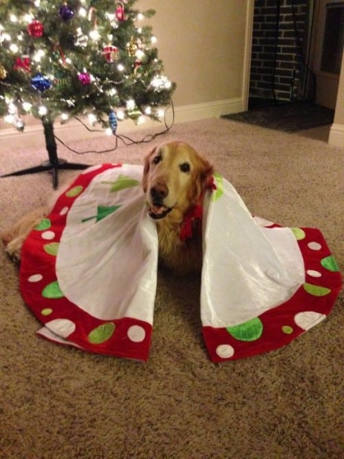 best Tripawd gifts