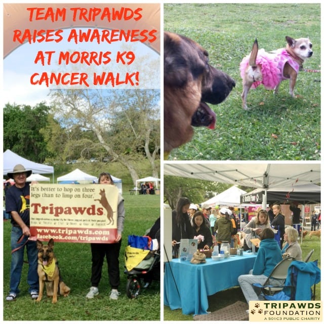 Team Tripawds canine cancer research