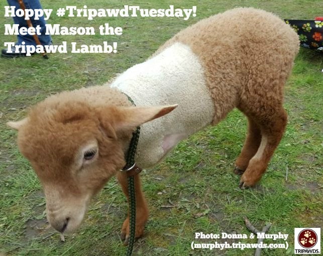 Tripawd Lamb Mason