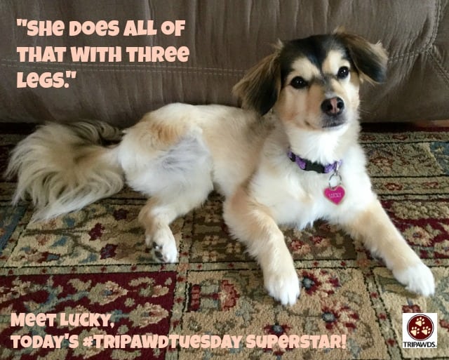 Tripawd Tuesday Lucky