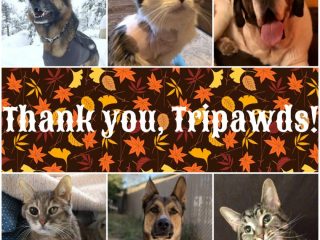 Thankful Tripawds Thanksgiving 2019