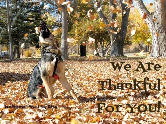 Tripawds Thanksgiving Gratitude