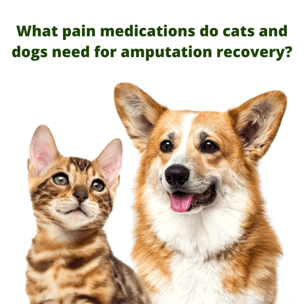 dog and cat amputation pain medications