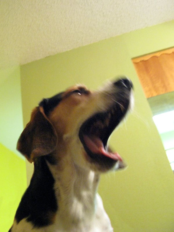 portland beagle george howls for three legged jerry