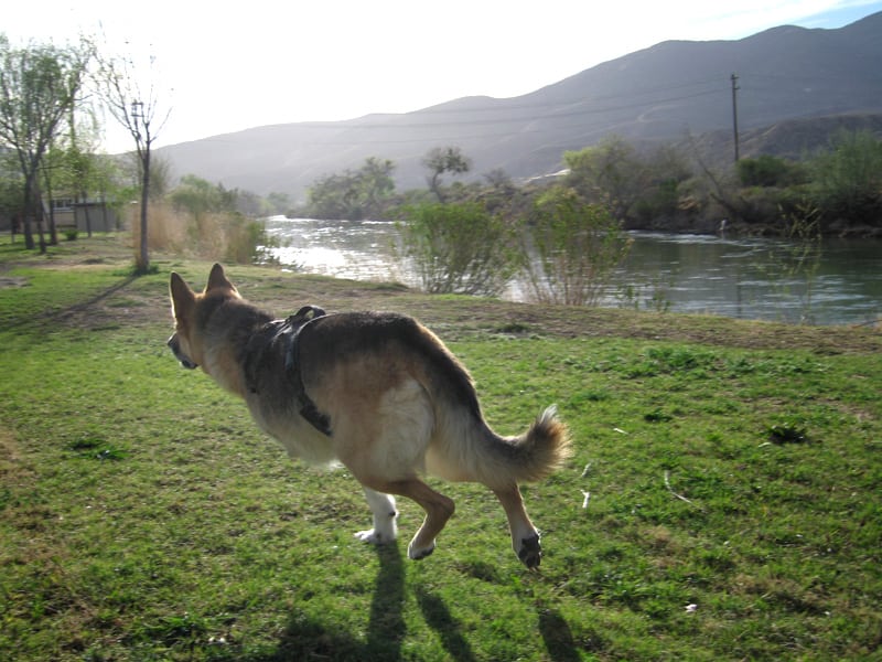 Jerry Runs along Rio Grande