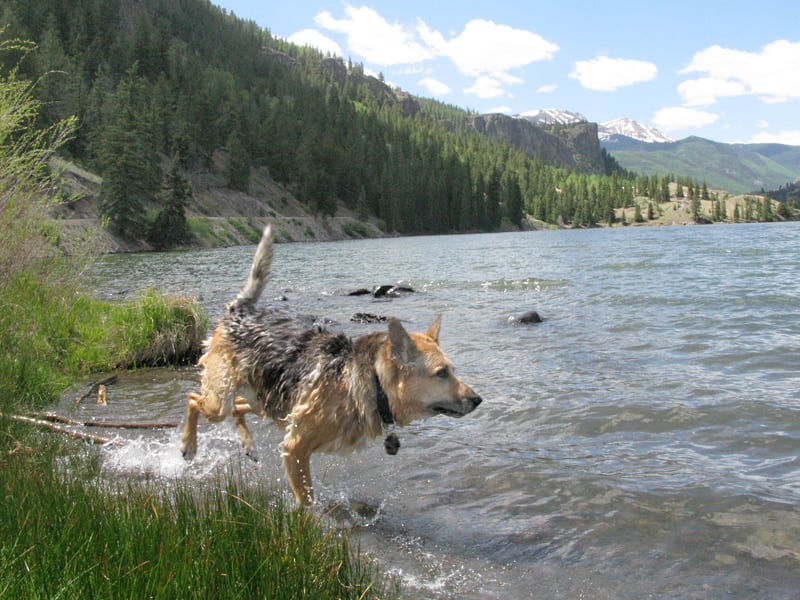 Three legged dog swims in Lake San Cristobal, Colorado