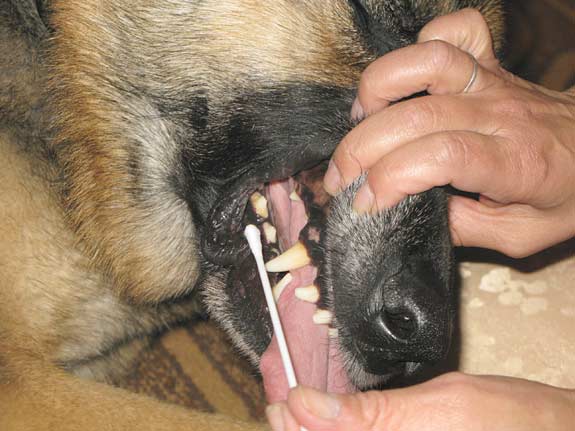 Canine DNA Test Mouth Swab