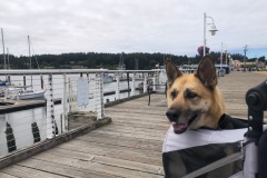 Nellie goes to Florence, Oregon