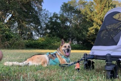 Nellie loves her Pet Gear Expedition Dog Stroller