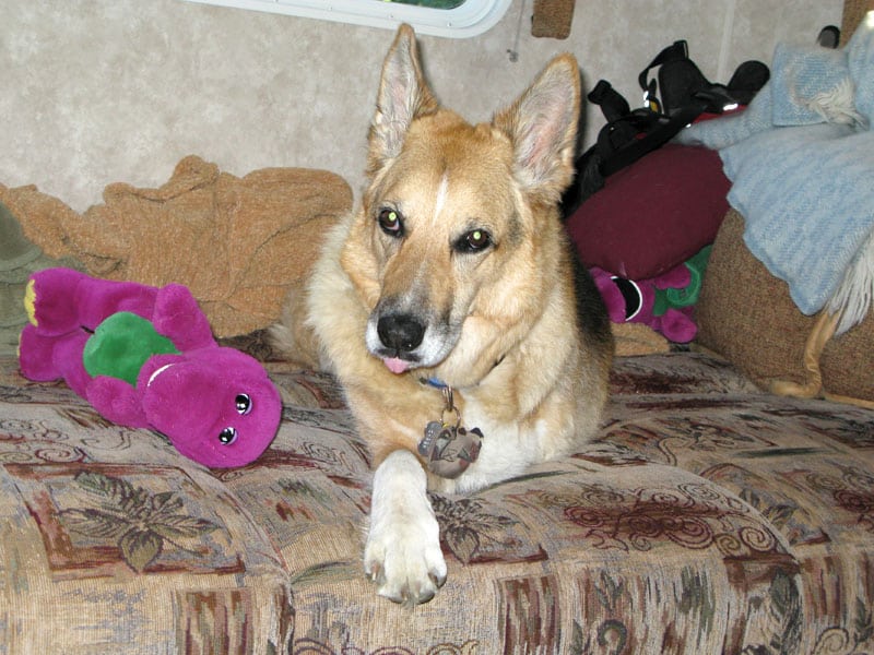 Bone Cancer Dog Jerry Outlives Vet Prognosis