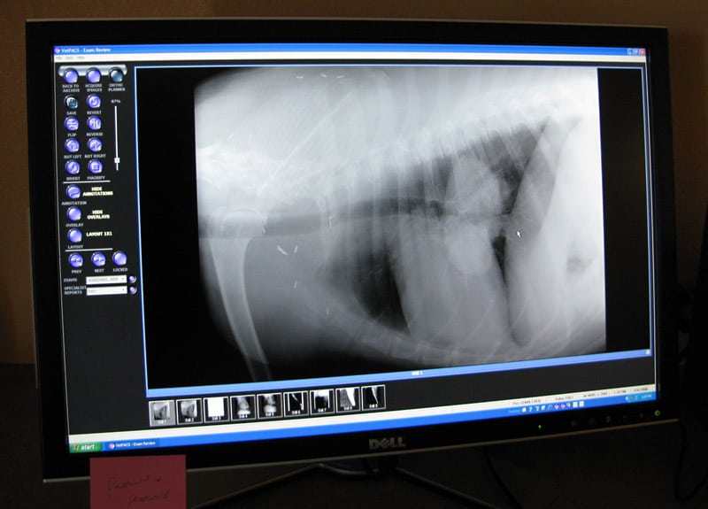 Dog cancer Lung metastasis x ray photo