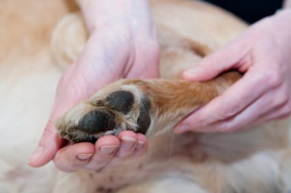 Dog Paw Massage Tips