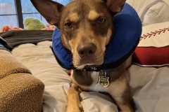 Whiskey after amputation surgery