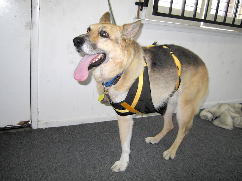 Jerry Models the Dog Auto Safety Harness