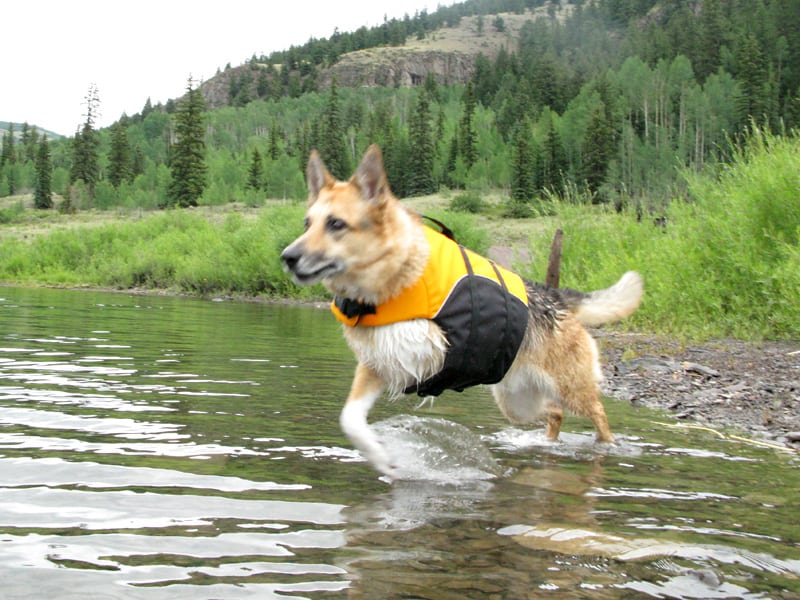 Jerry Swims Lake San Cristobal in Ruff Wear Float Coat