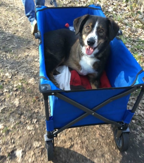 Tripawd dog stroller