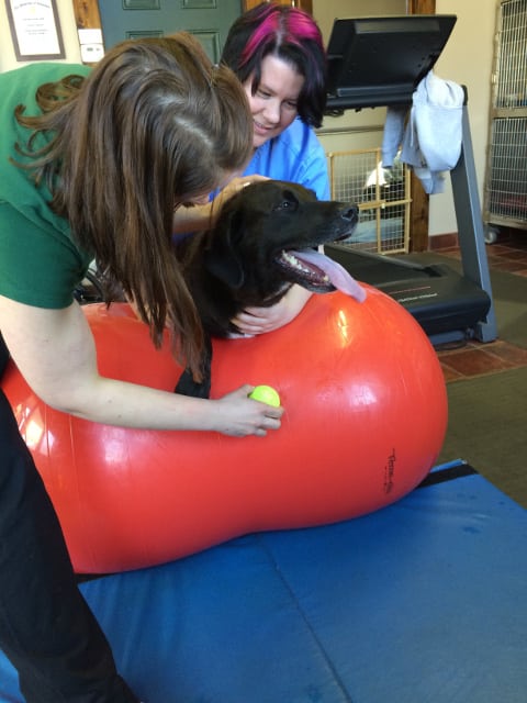 Tripawd dog vet rehabilitation therapy 
