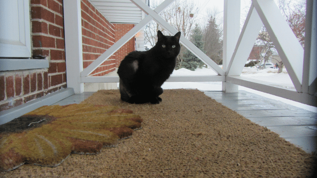 three-legged cat Samson