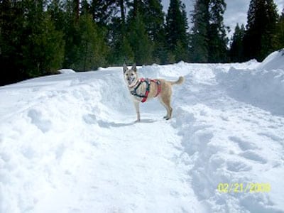 Three legged dog Wrigley in the snow