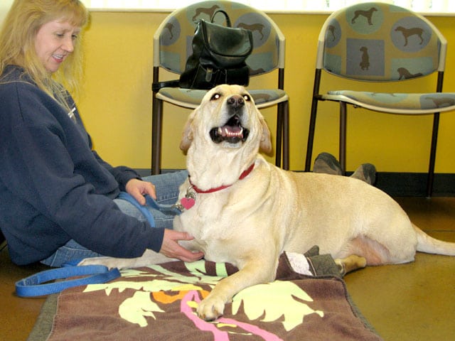 Daisee Chemotherapy Treatment at Veterinary Cancer Group