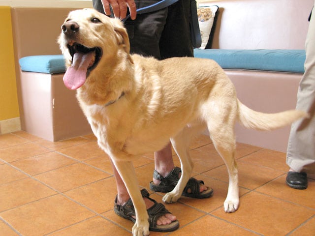 Three Legged Dog Codie at Santa Fe Cancer Clinic