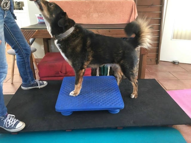 Safe Tripawd Exercise