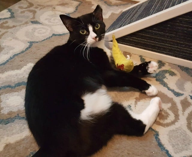 Adopt Sally the Tuxedo Tripawd Rescue Cat