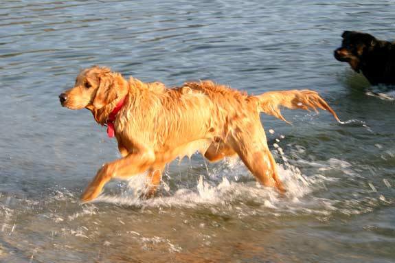 Tripawd, three-legged, golden retriever, swimming