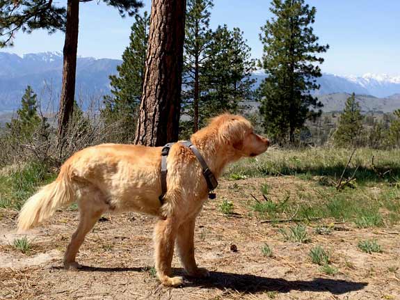 Tripawd, three-legged, golden retriever, dog, Riley, amputee, hiking
