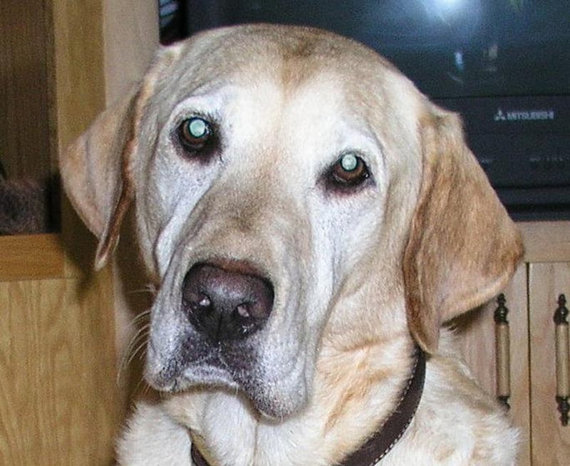 Osteosarcoma Three-Legged Cancer Lab Dog Gunner