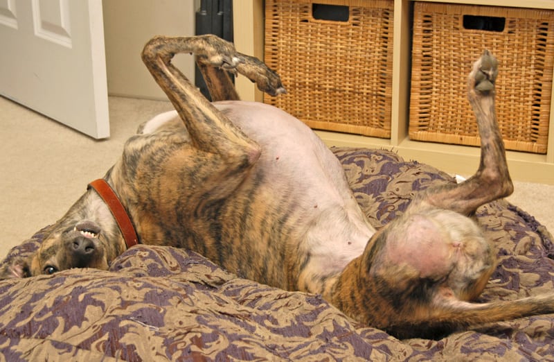 mabel three-legged osteosarcoma greyhound rescue